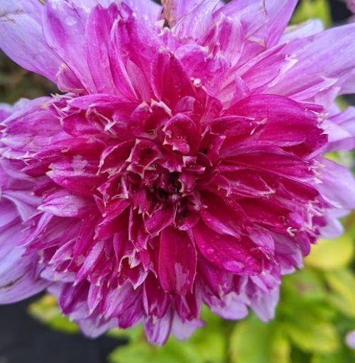 Dahlia 'Purple Flame