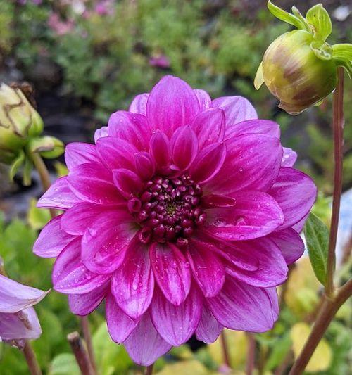 Dahlia 'Purple Flame