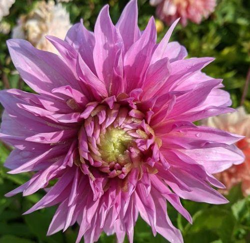 Dahlia 'Vassio Meggos'