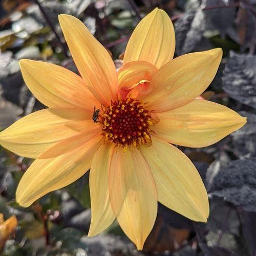 Dahlia 'Bishop of York'