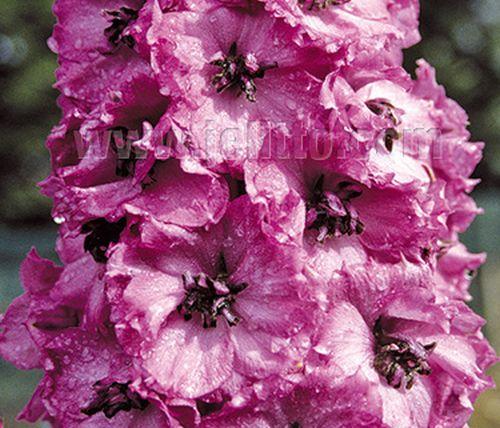 Delphinium elatum 'Dusky Maidens'