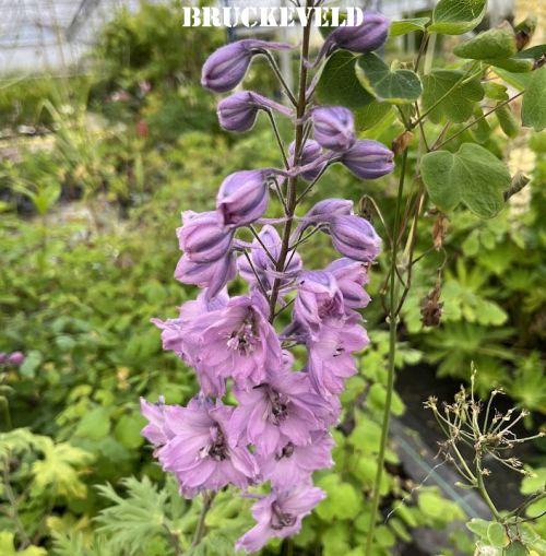 Delphinium elatum 'Dusky Maidens'