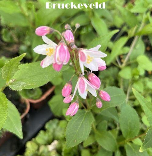Deutzia 'Pink'