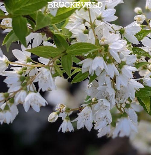 Deutzia gracilis