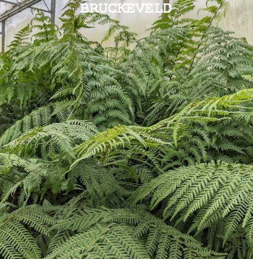 Dicksonia antarctica