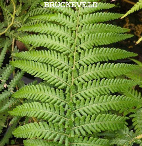 Dicksonia antarctica