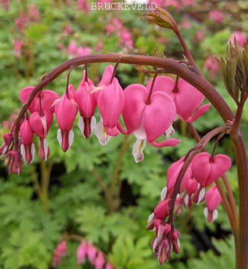 Dicentra spectabilis