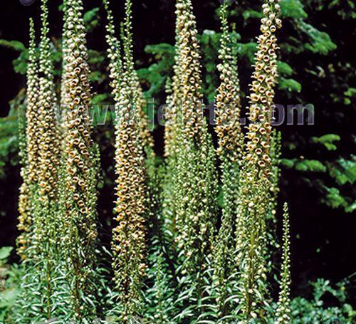 Digitalis ferruginea 'Gelber Herold'