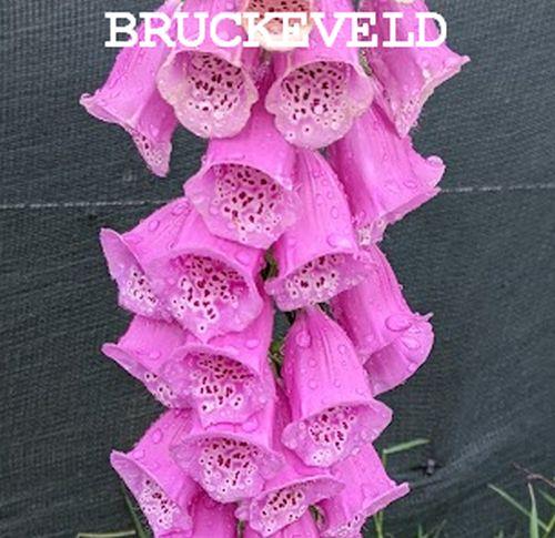 Digitalis purpurea