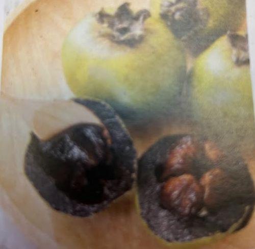 Diospyros kaki