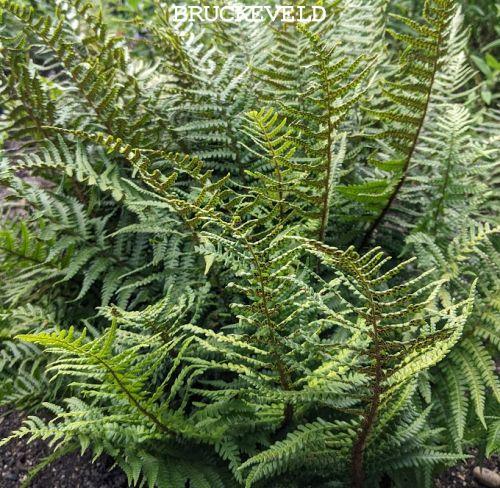 Dryopteris affinis