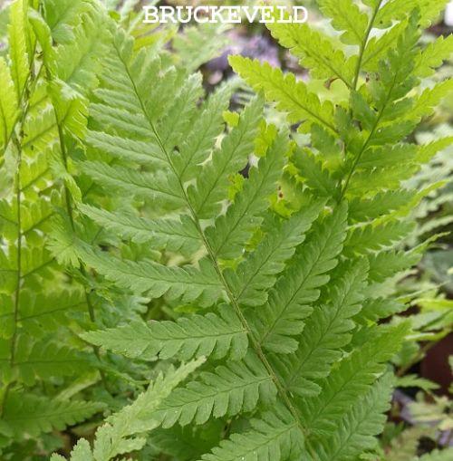 Dryopteris filix-mas