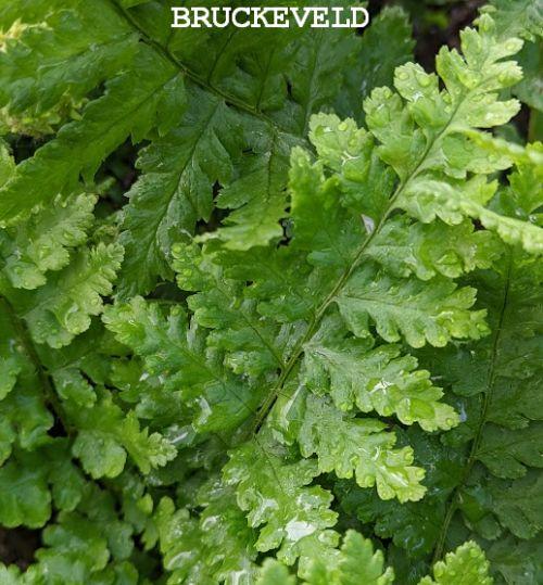 Dryopteris filix-mas