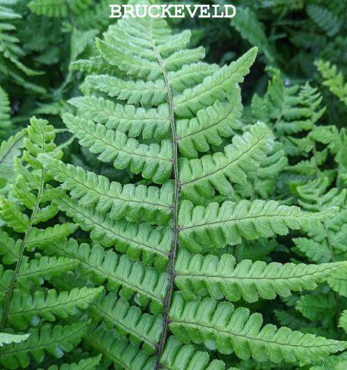 Dryopteris wallichiana