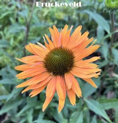 Echinacea purpurea 'Big Kahuna' PBR