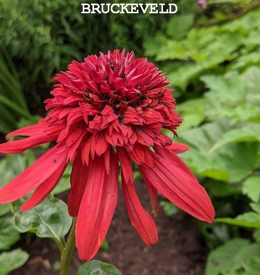 Echinacea purpurea 'Eccentric' PBR