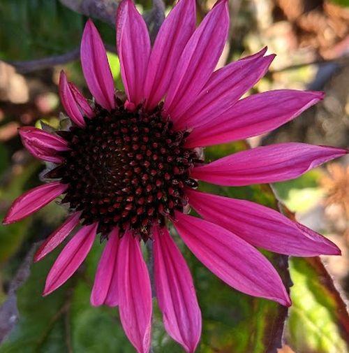 Echinacea purpurea 'Fatal Attracton' PBR