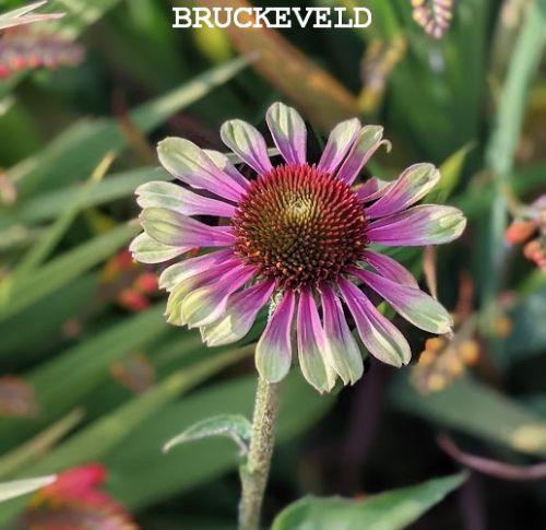Echinacea purpurea 'Green Twister'
