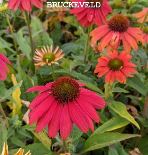 Echinacea purpurea 'Lakota Red'
