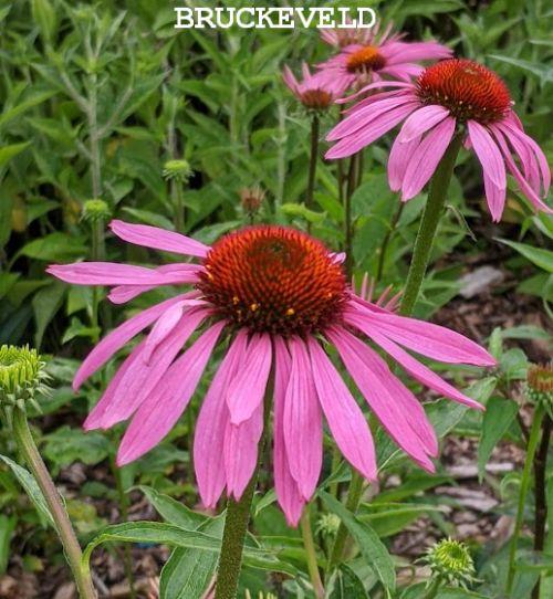 Echinacea purpurea 'Magnus'
