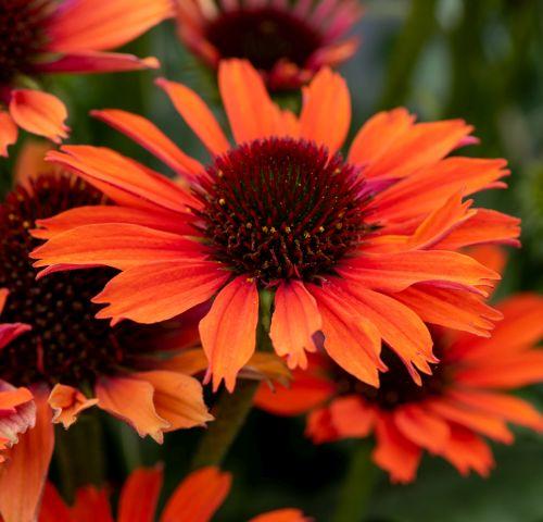 Echinacea purpurea 'Orange Pearl'