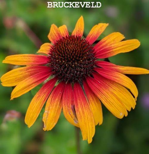 Echinacea purpurea 'Parrot' PBR