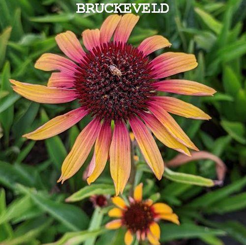 Echinacea purpurea 'Parrot' PBR