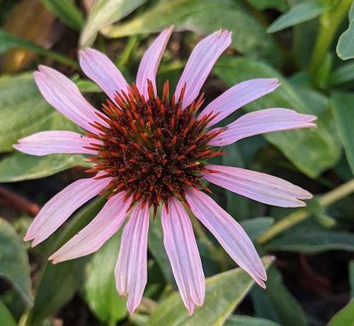 Echinacea purpurea 'Pink Tip' PBR