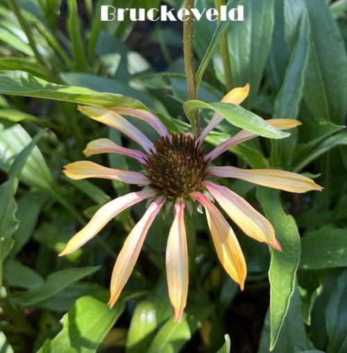 Echinacea purpurea 'Pink Tip' PBR