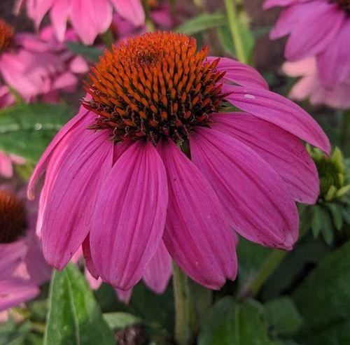 Echinacea purpurea PW WILD BERRY®