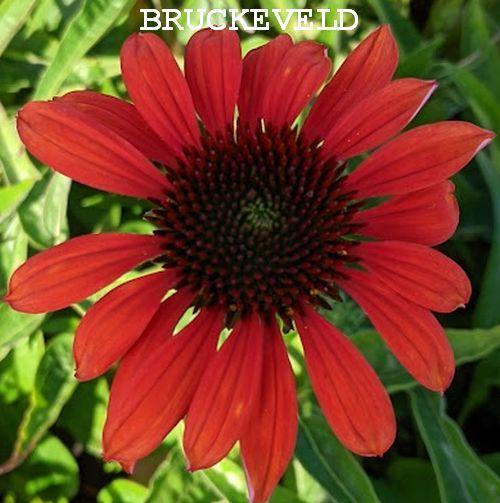 Echinacea purpurea 'Red Pearl'