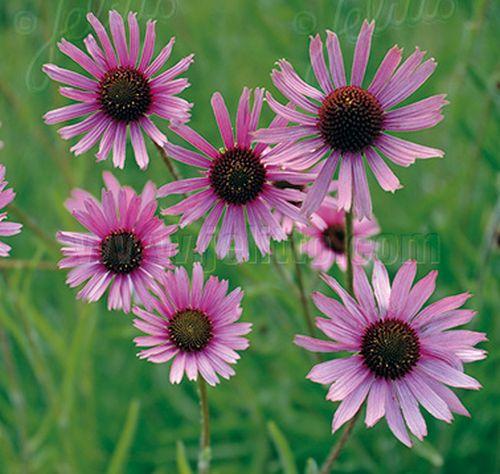 Echinacea tennesseensis 'Rocky Top'