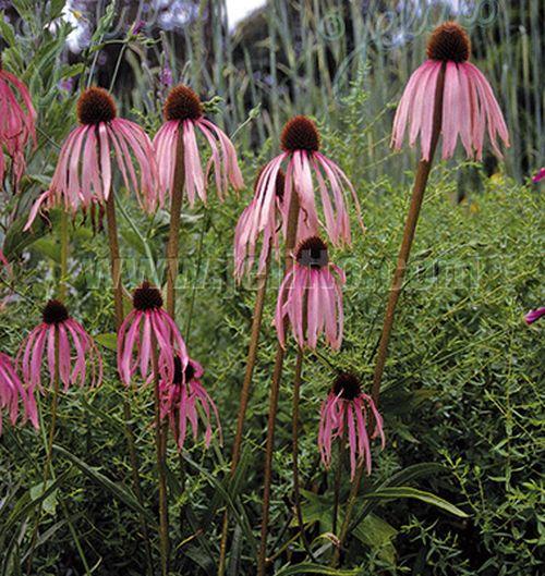 Echinacea simulata