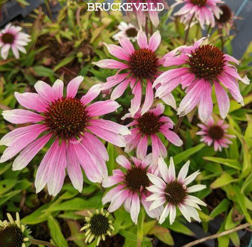 Echinacea SOMBRERO® Special White Purple