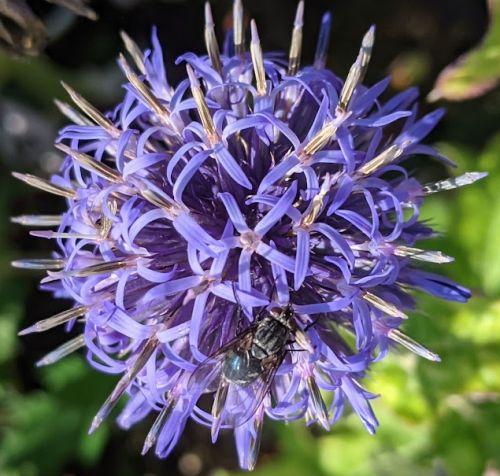 Echinops bannaticus 'Taplow Blue'