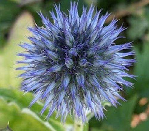 Echinops bannaticus 'Taplow Blue'
