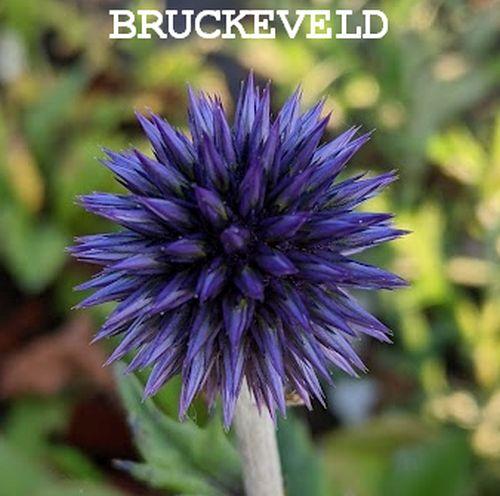 Echinops ritro 'Veitch's Blue'