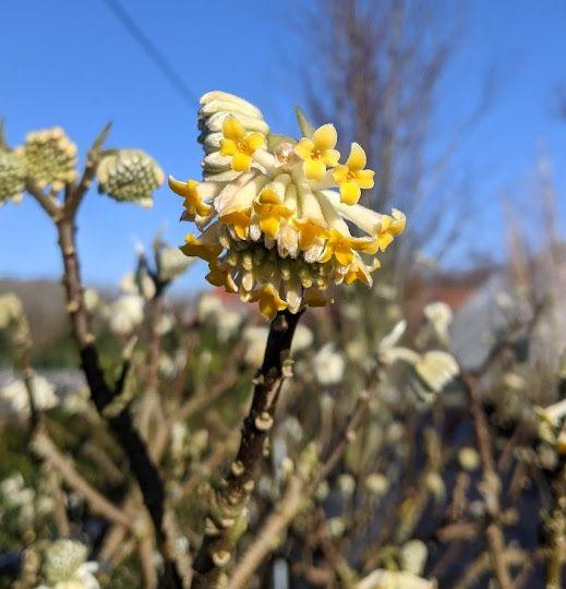 Edgeworthia chrysantha