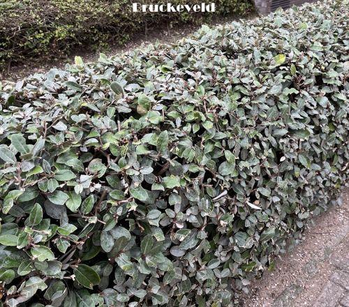 Elaeagnus x ebbingei 'Compacta'