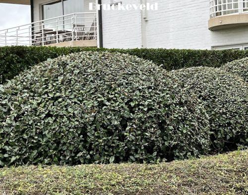 Elaeagnus x ebbingei 'Compacta'