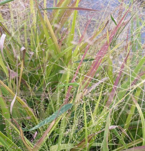 Eragrostis spectabilis