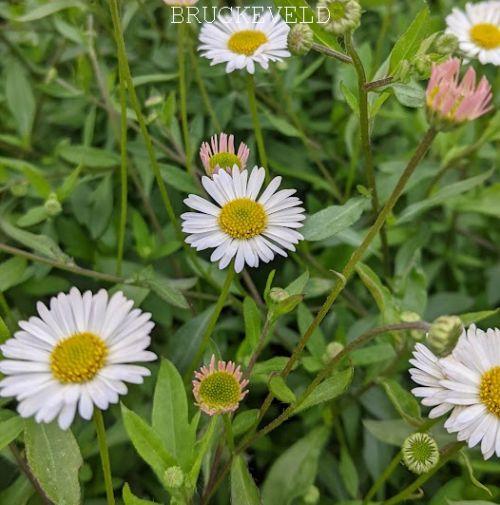 Erigeron karvinskianus