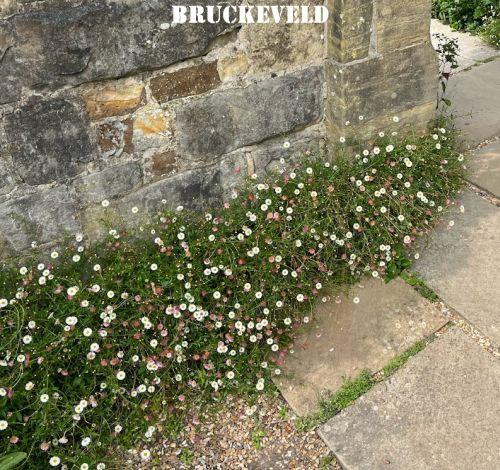 Erigeron karvinskianus