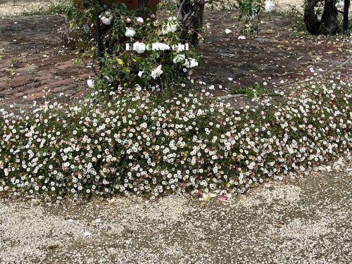 Erigeron karvinskianus