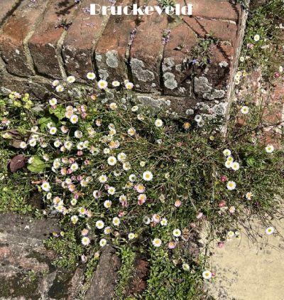 Erigeron karvinskianus