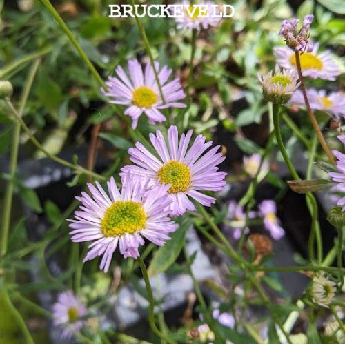 Erigeron karvinskianus 'Lavender Lady' PBR