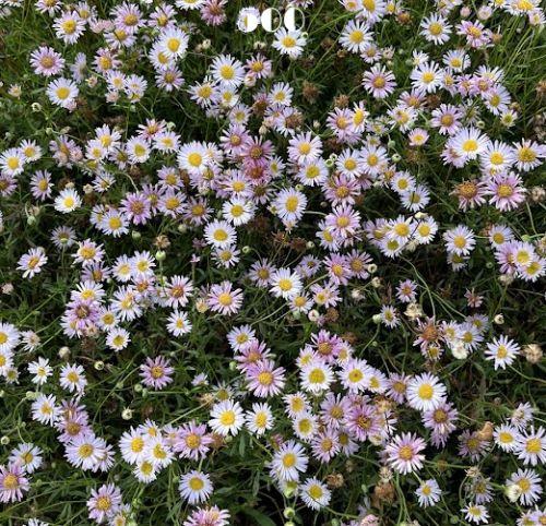 Erigeron karvinskianus 'Lavender Lady' PBR
