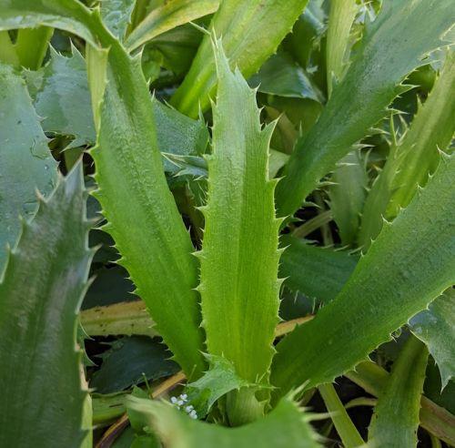 Eryngium agavifolium