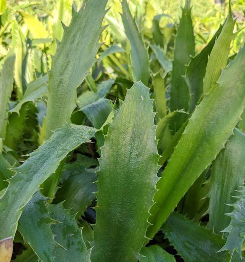 Eryngium agavifolium