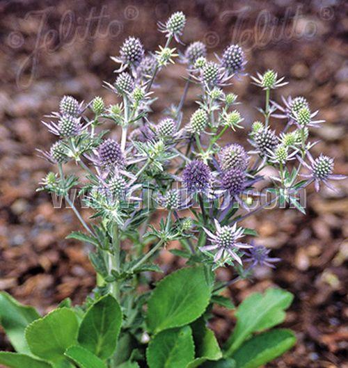 Eryngium planum 'Blue Hobbit'